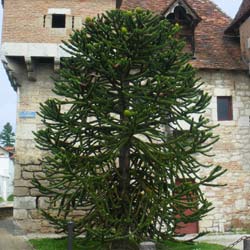 Désespoir des singes / Araucaria araucana